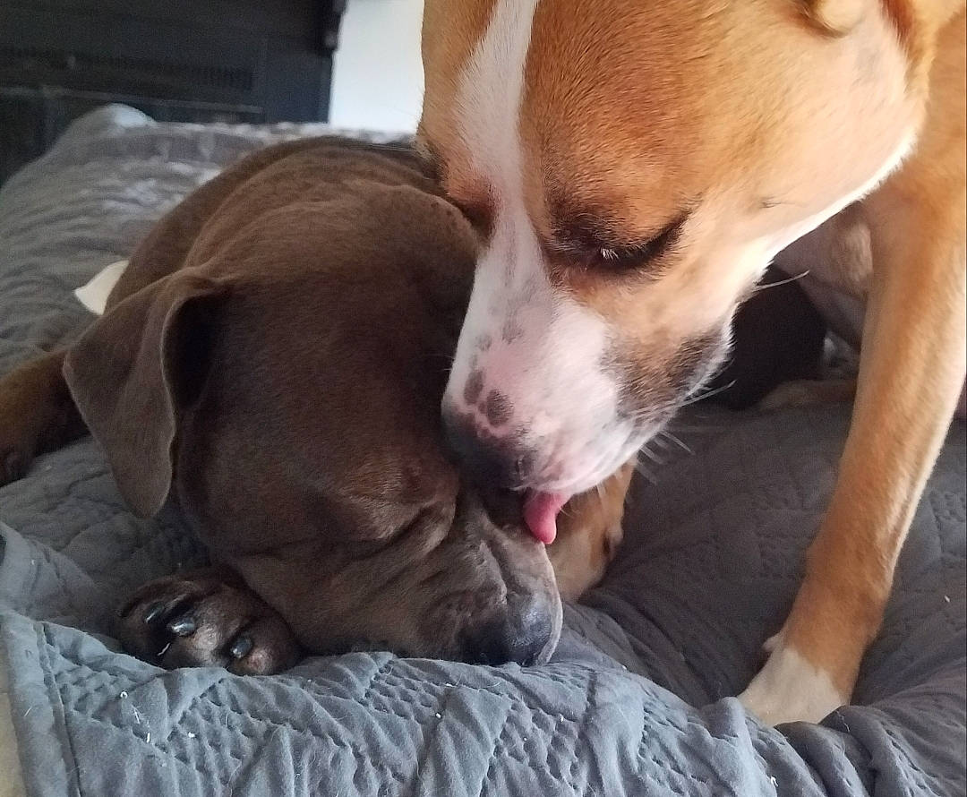 Alayna joined the competition — help win amazing prizes! american_pit_bull_terrier, american_staffordshire_terrier, canidae, carnivore, companion_dog, dog, dog_breed, ear, fawn, head, love, mammal, non_sporting_group, nose, pit_bull, pointer, puppy, puppy_love, snout, sporting_group