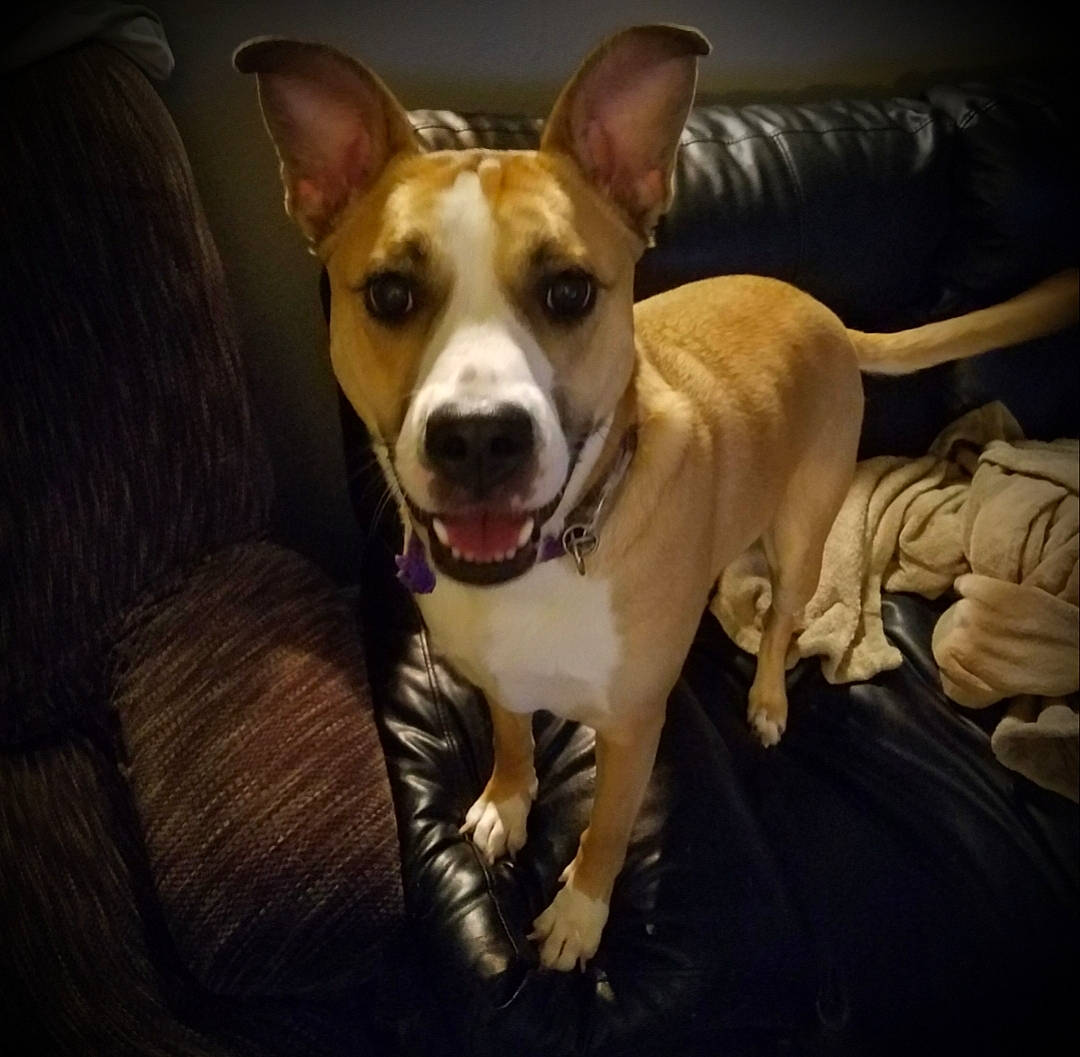 Alayna joined the competition — help win amazing prizes! american_pit_bull_terrier, american_staffordshire_terrier, canidae, carnivore, dog, dog_breed, ear, fawn, mammal, non_sporting_group, nose, pit_bull, snout, vertebrate, whiskers