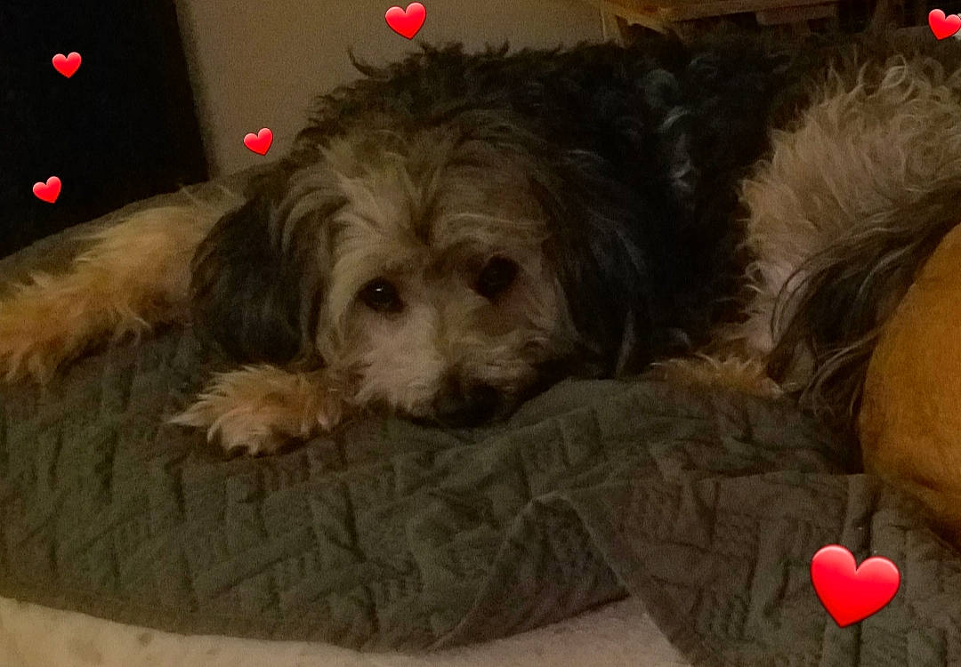 Sheeba is registered to the contest to win money with this photo: bolonka, canidae, carnivore, cavachon, cockapoo, companion_dog, dog, dog_breed, glen_of_imaal_terrier, havanese, lhasa_apso, mammal, morkie, poodle_crossbreed, puppy, rare_breed_dog, schnoodle, terrier, tibetan_terrier, vertebrate