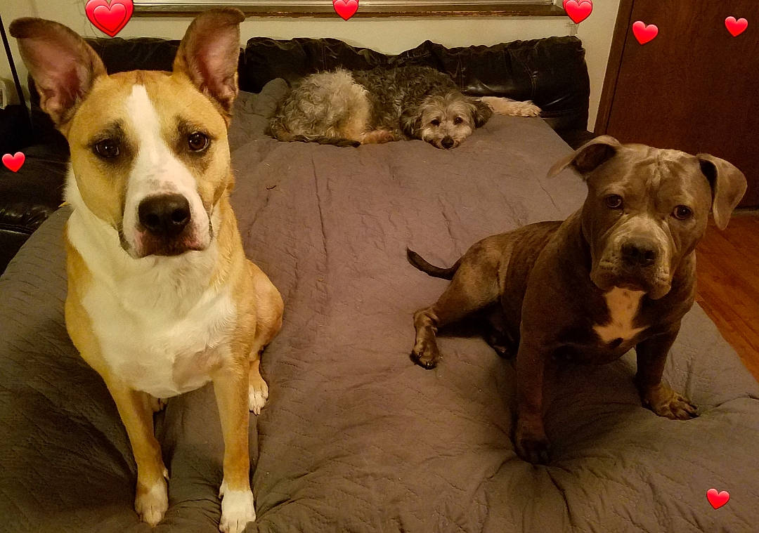 Sheeba is registered to the contest to win money with this photo: american_bulldog, american_pit_bull_terrier, american_staffordshire_terrier, bull_and_terrier, canidae, carnivore, catahoula_bulldog, companion_dog, dog, dog_breed, fawn, mammal, non_sporting_group, old_english_terrier, pit_bull, rare_breed_dog, snout, sporting_group, terrier, vertebrate