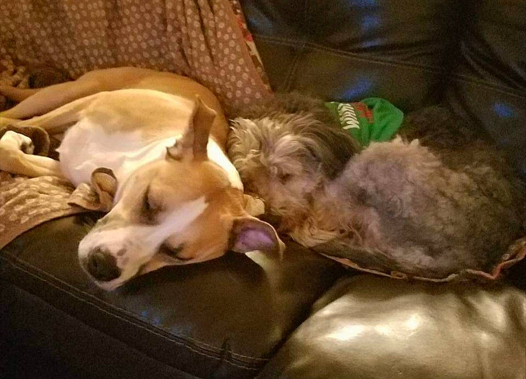 Sheeba joined the competition — help win amazing prizes! canidae, carnivore, chihuahua, companion_dog, dog, dog_breed, ibizan_hound, love, lurcher, nap, pembroke_welsh_corgi, portuguese_podengo, puppy, puppy_love, sleep, welsh_corgi, whippet