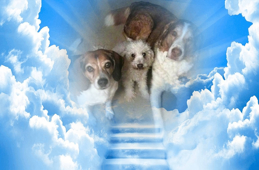 Copper joined the competition — help win amazing prizes! canidae, carnivore, cloud, companion_dog, dog, dog_breed, meteorological_phenomenon, puppy, sky