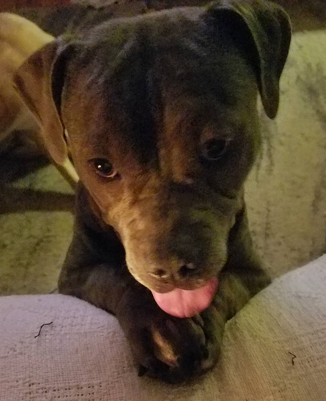 Molly is registered to the contest to win money with this photo: american_pit_bull_terrier, beagador, canidae, carnivore, dog, dog_breed, ear, fawn, labrador_retriever, mammal, non_sporting_group, nose, pit_bull, puppy, rare_breed_dog, snout, sporting_group, vertebrate