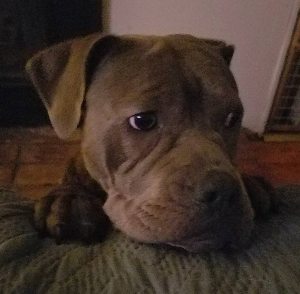 Molly is registered to the contest to win money with this photo: american_pit_bull_terrier, american_staffordshire_terrier, canidae, carnivore, dog, dog_breed, fawn, mammal, molosser, non_sporting_group, nose, pit_bull, puppy, snout, staffordshire_bull_terrier, vertebrate