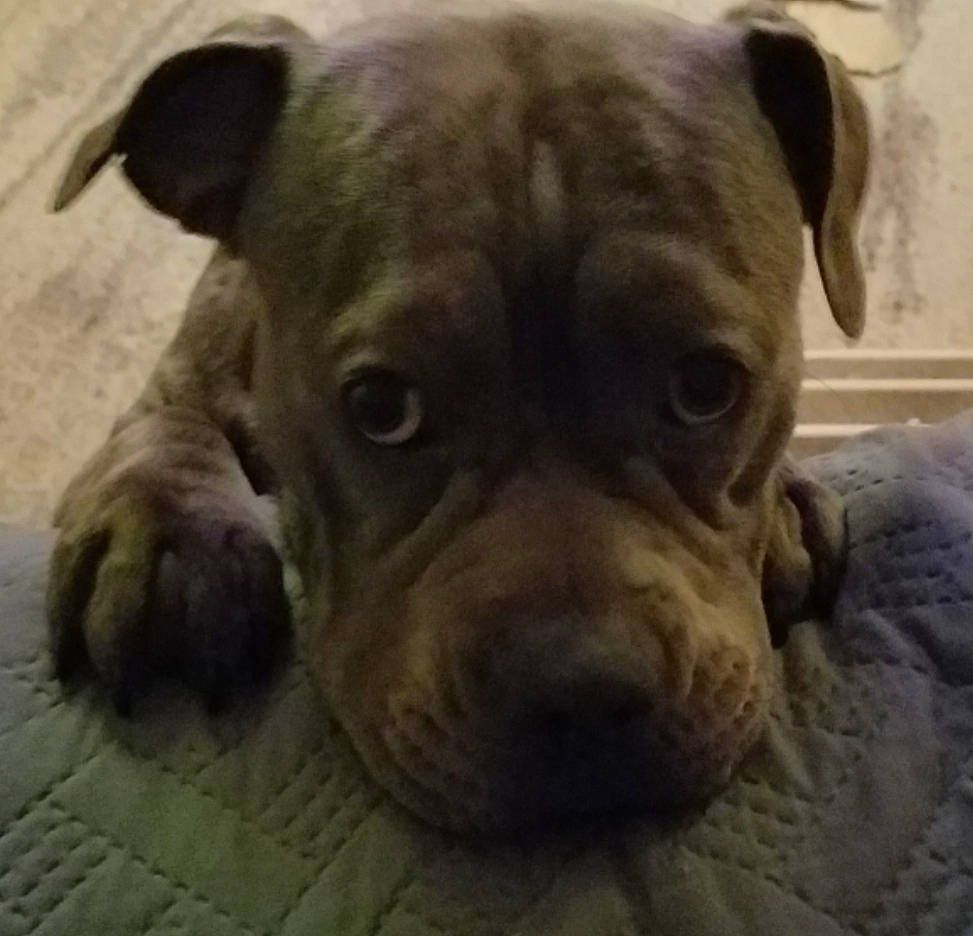 Molly is registered to the contest to win money with this photo: american_bulldog, american_pit_bull_terrier, canidae, carnivore, companion_dog, dog, dog_breed, fawn, mammal, non_sporting_group, pit_bull, puppy, rare_breed_dog, snout, staffordshire_bull_terrier, valley_bulldog, vertebrate