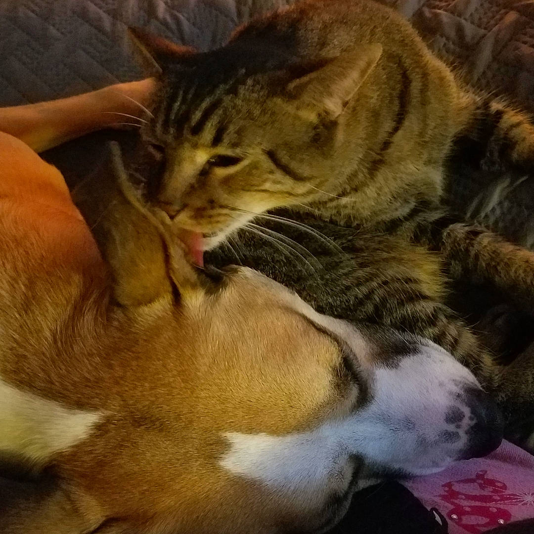 Kitty Cato joined the competition — help win amazing prizes! aegean_cat, canidae, carnivore, cat, domestic_short_haired_cat, european_shorthair, fawn, felidae, fur, kitten, nap, paw, sleep, small_to_medium_sized_cats, snout, tabby_cat, whiskers