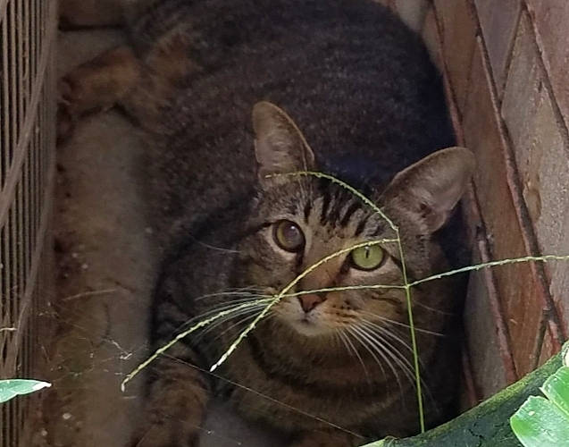 Kitty Cato is registered to the contest to win money with this photo: aegean_cat, american_shorthair, asian, california_spangled, carnivore, cat, domestic_short_haired_cat, dragon_li, european_shorthair, felidae, kitten, ocicat, small_to_medium_sized_cats, snout, tabby_cat, whiskers, wild_cat