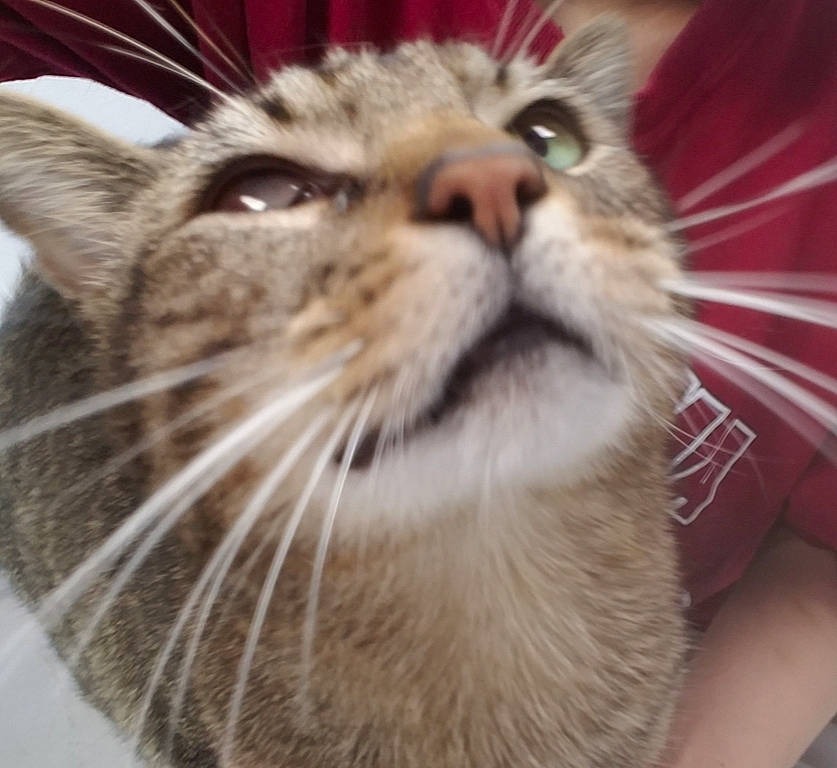 Kitty Cato joined the competition — help win amazing prizes! american_shorthair, asian, carnivore, cat, close_up, domestic_short_haired_cat, dragon_li, european_shorthair, eye, facial_expression, felidae, fur, kitten, mammal, mouth, nose, small_to_medium_sized_cats, snout, tabby_cat, whiskers