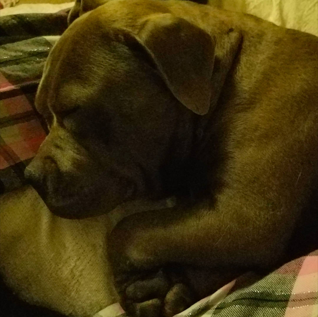 Molly is registered to the contest to win money with this photo: boerboel, boxer, canidae, carnivore, companion_dog, dog, dog_breed, ear, fawn, great_dane, mammal, nap, non_sporting_group, puppy, snout, sporting_group, vertebrate