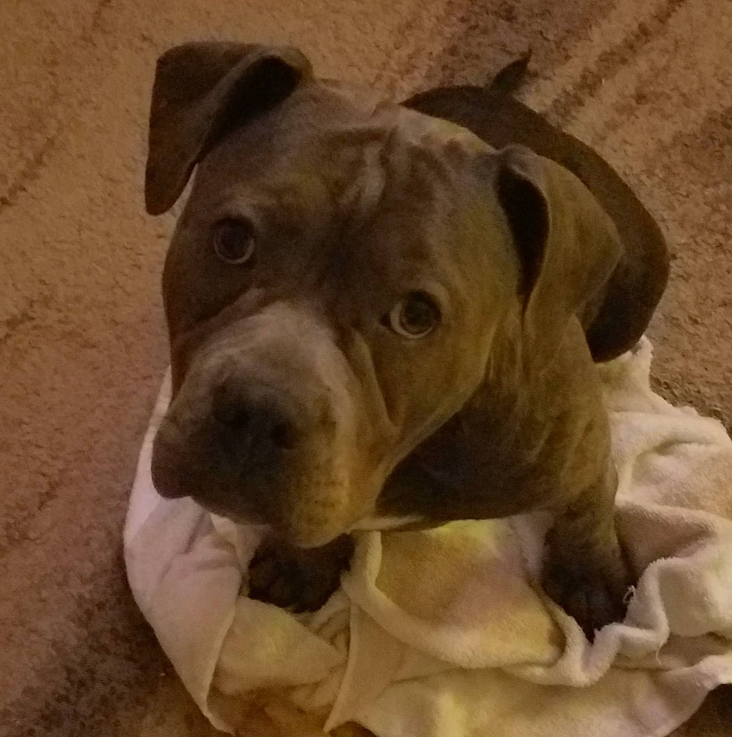 Molly is registered to the contest to win money with this photo: american_bulldog, american_pit_bull_terrier, american_staffordshire_terrier, bandog, canidae, carnivore, companion_dog, dog, dog_breed, fawn, mammal, molosser, non_sporting_group, pit_bull, puppy, rare_breed_dog, snout, sporting_group, staffordshire_bull_terrier, vertebrate