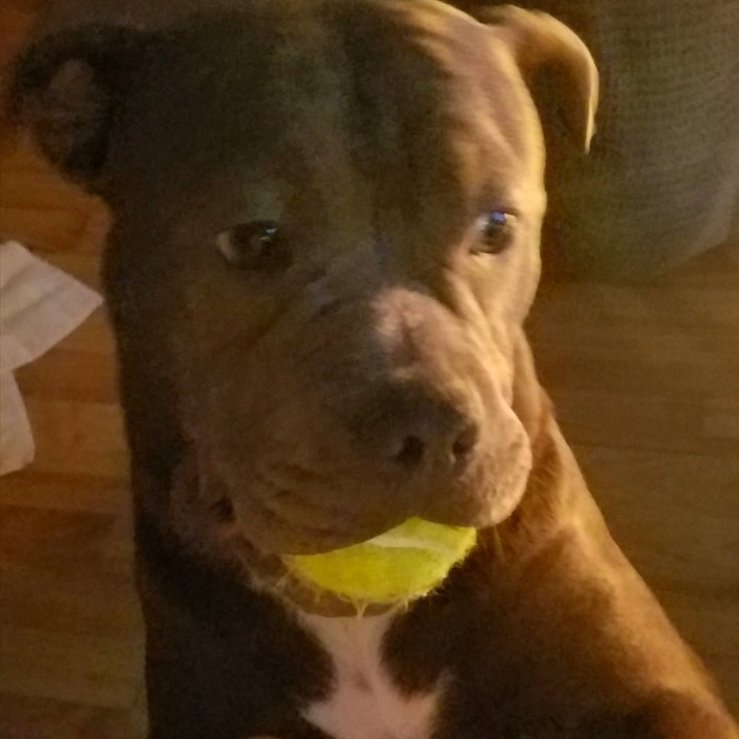 Molly joined the competition — help win amazing prizes! american_pit_bull_terrier, american_staffordshire_terrier, canidae, carnivore, dog, dog_breed, fawn, mammal, non_sporting_group, nose, pit_bull, puppy, snout, sporting_group, staffordshire_bull_terrier, vertebrate