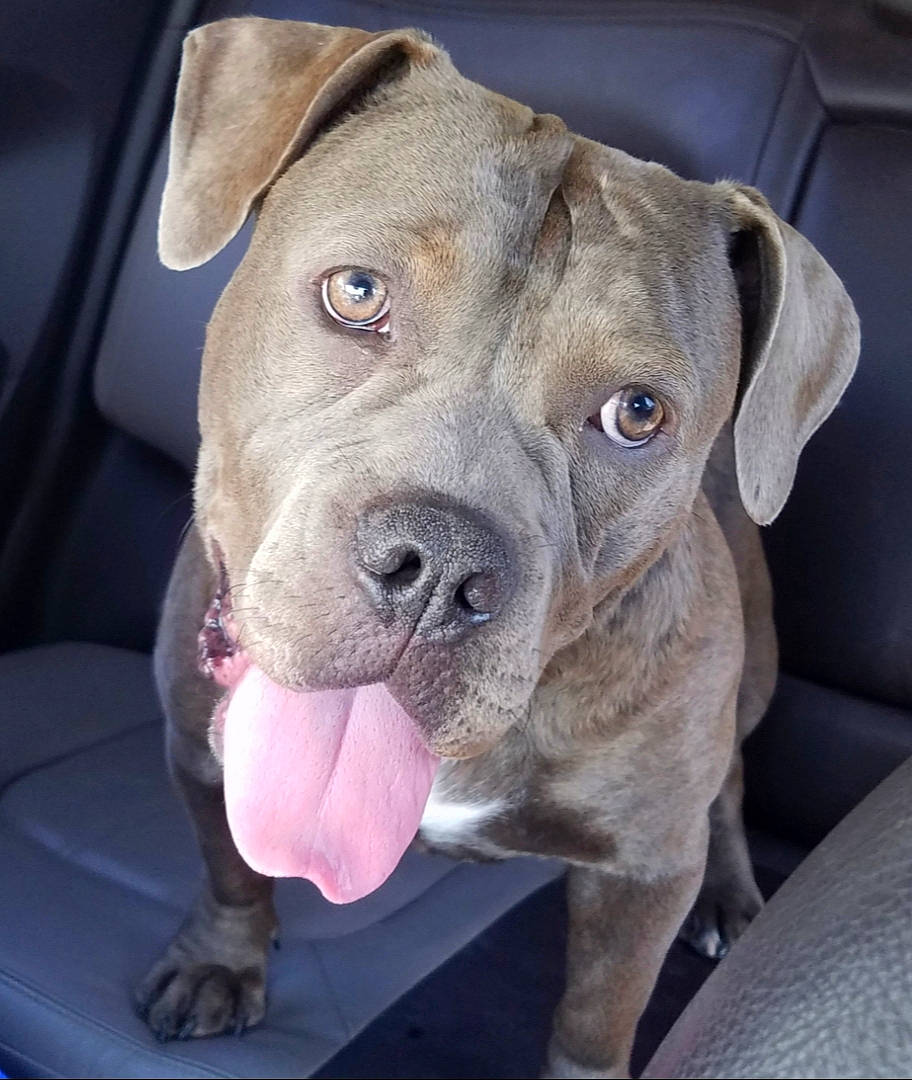 Molly joined the competition — help win amazing prizes! american_bulldog, american_pit_bull_terrier, bandog, canidae, carnivore, catahoula_bulldog, companion_dog, dog, dog_breed, ear, fawn, mammal, molosser, non_sporting_group, nose, pit_bull, rare_breed_dog, snout, sporting_group, vertebrate