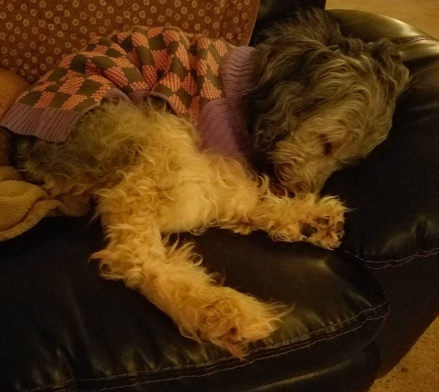 Sheeba is registered to the contest to win money with this photo: canidae, carnivore, comfort, companion_dog, dog, dog_breed, dog_supply, fawn, fur, liver, maltepoo, non_sporting_group, pet_supply, small_terrier, snout, sporting_group, terrier, toy_dog, water_dog, working_animal