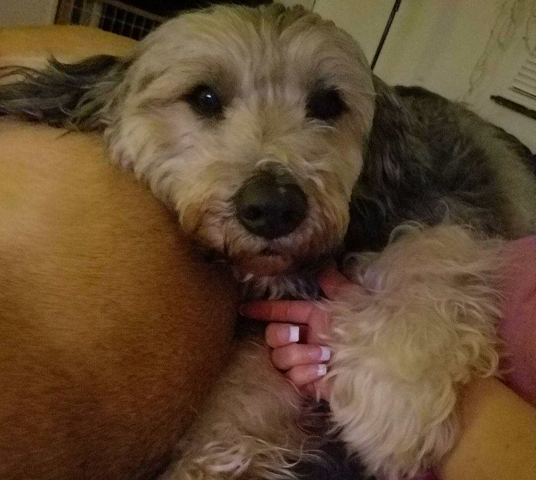 Sheeba joined the competition — help win amazing prizes! briquet_griffon_vendeen, canidae, carnivore, cockapoo, comfort, companion_dog, dog, dog_breed, fur, labradoodle, maltepoo, poodle_crossbreed, puppy_love, shih_poo, small_terrier, sporting_group, terrier, toy_dog, working_animal, yorkipoo