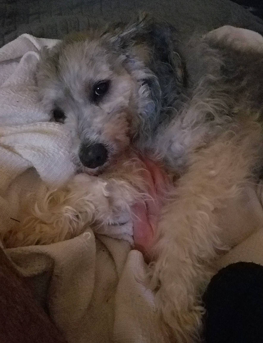 Sheeba joined the competition — help win amazing prizes! canidae, carnivore, companion_dog, dog, dog_breed, dog_supply, fur, labradoodle, maltepoo, poodle_crossbreed, puppy_love, shih_poo, small_terrier, snout, sporting_group, terrier, toy_dog, water_dog, working_animal, yorkipoo