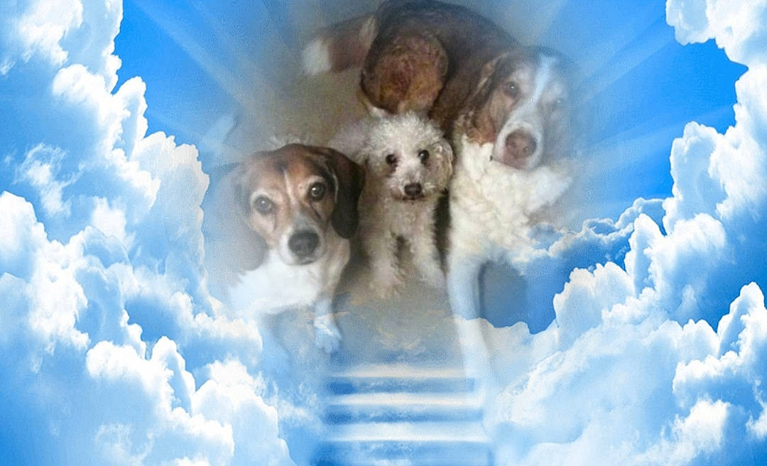 Dana is registered to the contest to win money with this photo: canidae, carnivore, cloud, companion_dog, dog, dog_breed, puppy, puppy_love, snout