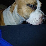 Myka is registered to the contest to win money with this photo: blue_jacket, brown_and_white, canine, close_up, companion, couch, dog, ear, eyes, eyeshine, fabric, flash_lighting, fur, indoor, muzzle, pet, portrait, side_view, snout, whiskers