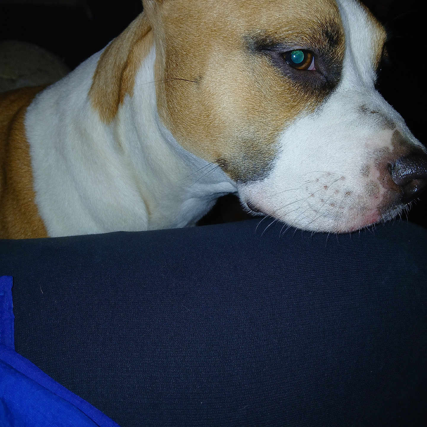 Myka