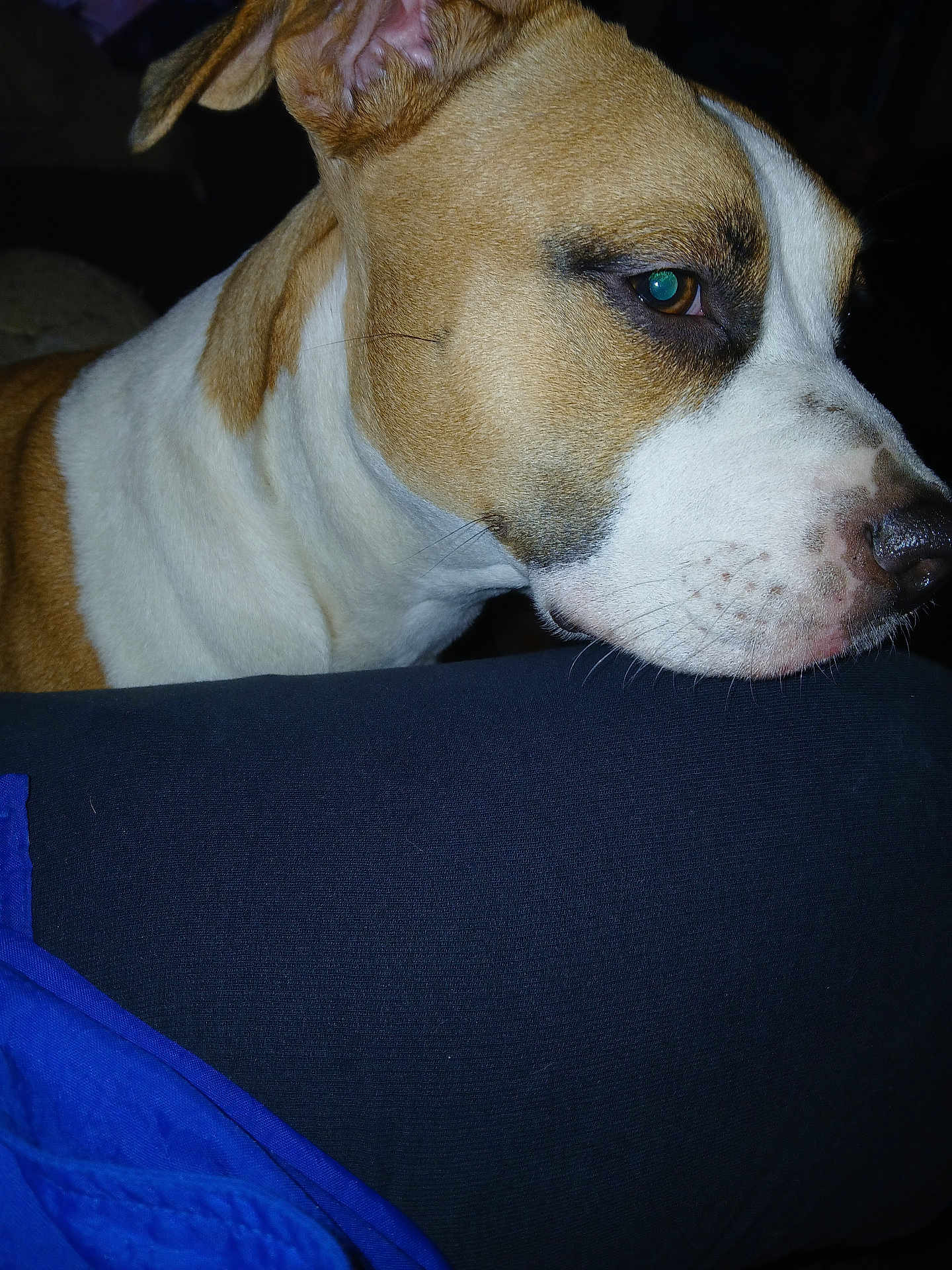 Myka is registered to the contest to win money with this photo: blue_jacket, brown_and_white, canine, close_up, companion, couch, dog, ear, eyes, eyeshine, fabric, flash_lighting, fur, indoor, muzzle, pet, portrait, side_view, snout, whiskers