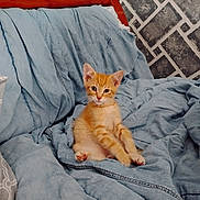Chester is registered to the contest to win money with this photo: animal, blanket, blue_blanket, cat, cozy, cute, ears, fur, furniture, head, home, indoor, kitten, looking, orange_tabby, pet, relaxed, sitting, whiskers, young_cat