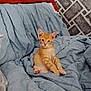 animal, blanket, blue_blanket, cat, cozy, cute, ears, fur, furniture, head, home, indoor, kitten, looking, orange_tabby, pet, relaxed, sitting, whiskers, young_cat