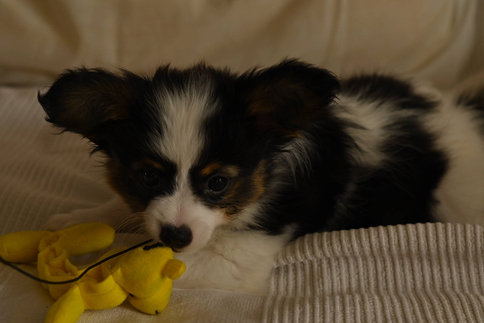 Ruppert participe au concours pour gagner de l'argent avec cette photo : australian_shepherd, border_collie, canidae, carnivore, companion_dog, dog, dog_breed, mammal, miniature_australian_shepherd, papillon, phalene, puppy, rare_breed_dog, spaniel, sporting_group, toy_dog, vertebrate