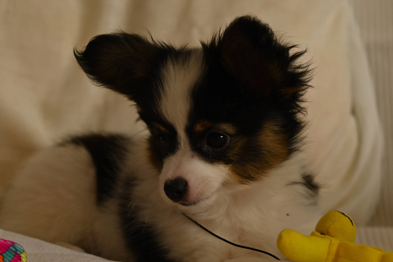 Ruppert participe au concours pour gagner de l'argent avec cette photo : canidae, cardigan_welsh_corgi, carnivore, companion_dog, dog, dog_breed, ear, mammal, papillon, phalene, puppy, rare_breed_dog, snout, spaniel, sporting_group, toy_dog, vertebrate