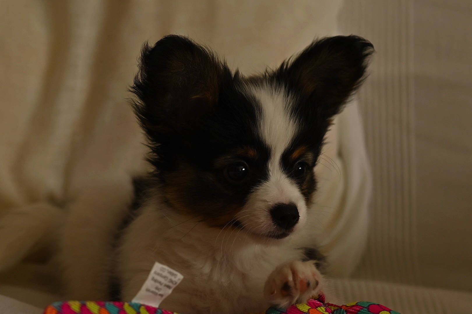 Ruppert a rejoint le concours — aidez-le/la à gagner de superbes lots ! canidae, carnivore, companion_dog, dog, dog_breed, mammal, papillon, phalene, puppy, snout, spaniel, sporting_group, toy_dog, vertebrate