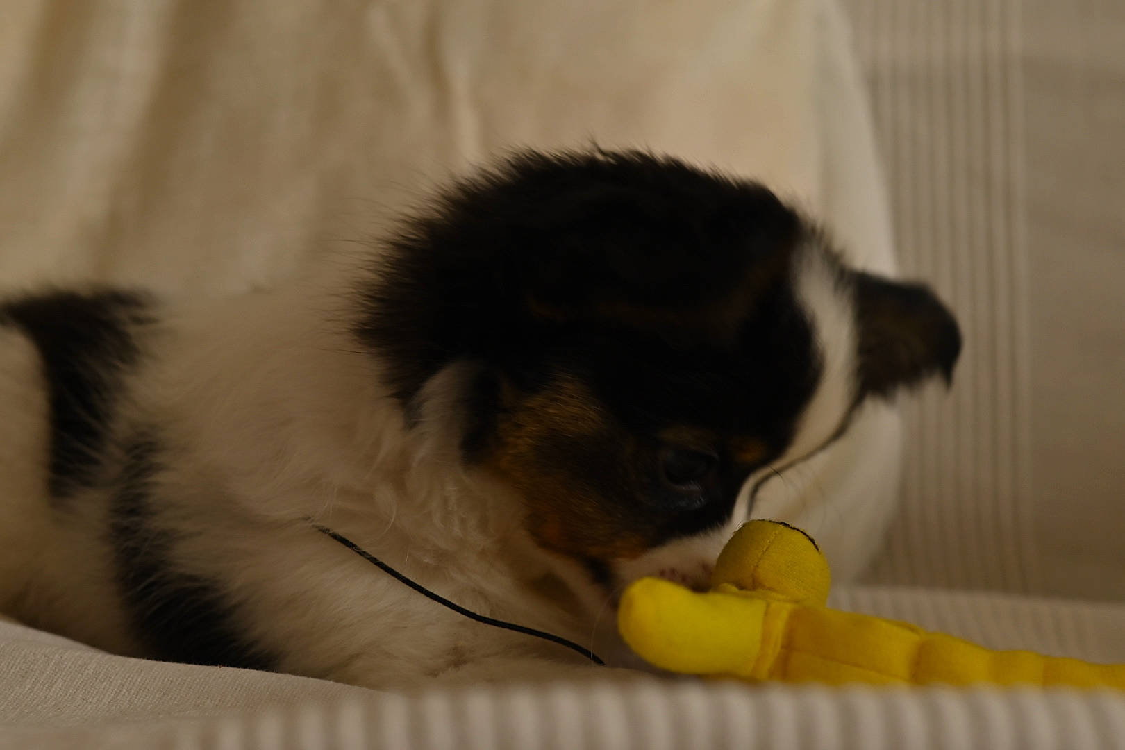 Ruppert participe au concours pour gagner de l'argent avec cette photo : canidae, carnivore, cat, companion_dog, dog, dog_breed, fawn, mammal, puppy, shih_tzu, sporting_group, tail, toy_dog, whiskers