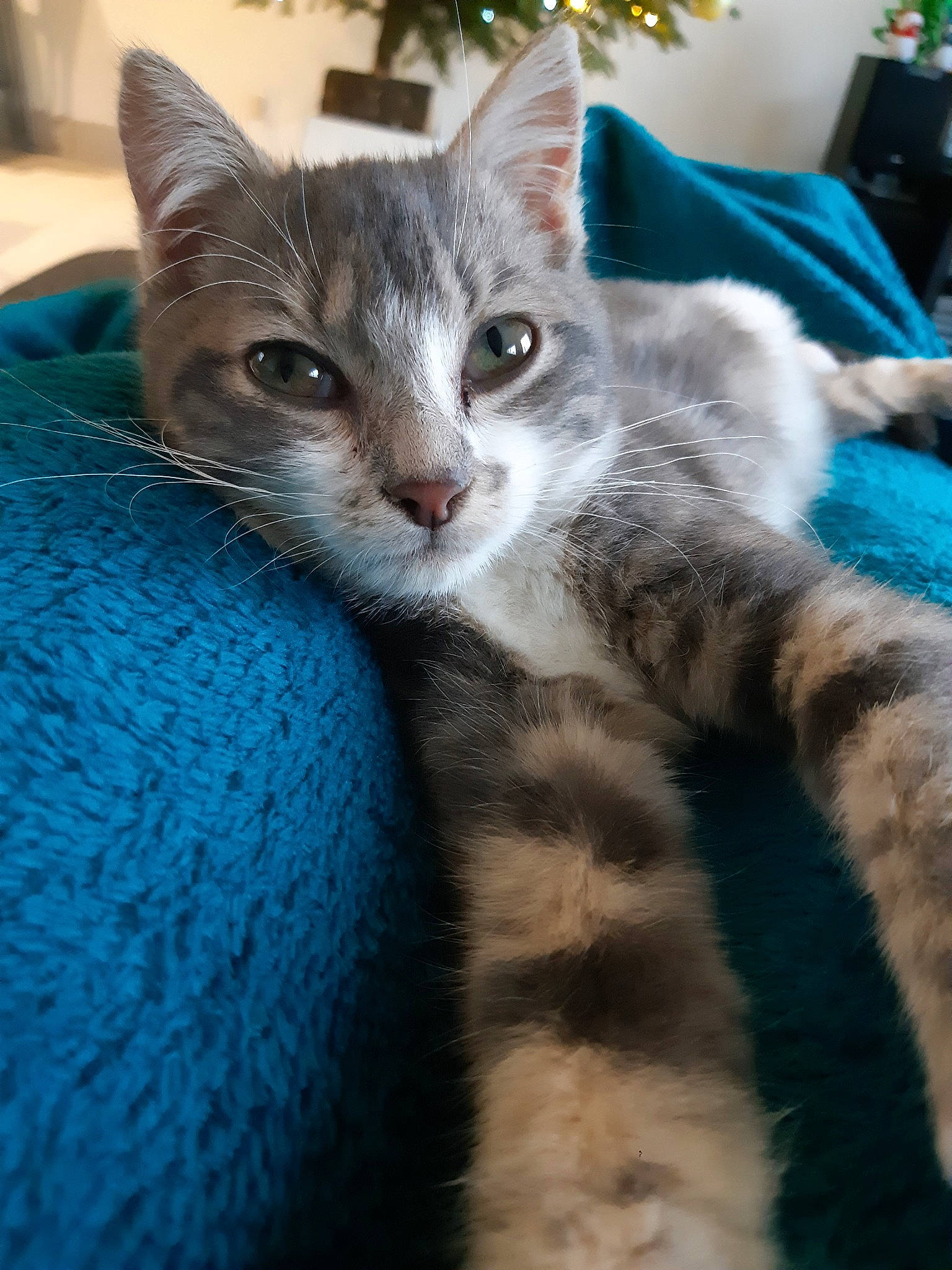 Minnie participe au concours pour gagner de l'argent avec cette photo : aegean_cat, american_wirehair, asian, australian_mist, carnivore, cat, domestic_short_haired_cat, dragon_li, european_shorthair, felidae, fur, german_rex, kitten, mammal, nebelung, ojos_azules, small_to_medium_sized_cats, tabby_cat, vertebrate, whiskers