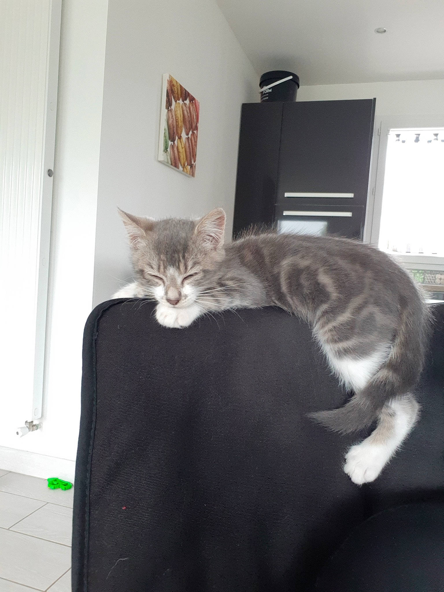 Minnie participe au concours pour gagner de l'argent avec cette photo : carnivore, cat, domestic_short_haired_cat, ear, european_shorthair, felidae, fur, kitten, polydactyl_cat, small_to_medium_sized_cats, tabby_cat, tail, whiskers, window