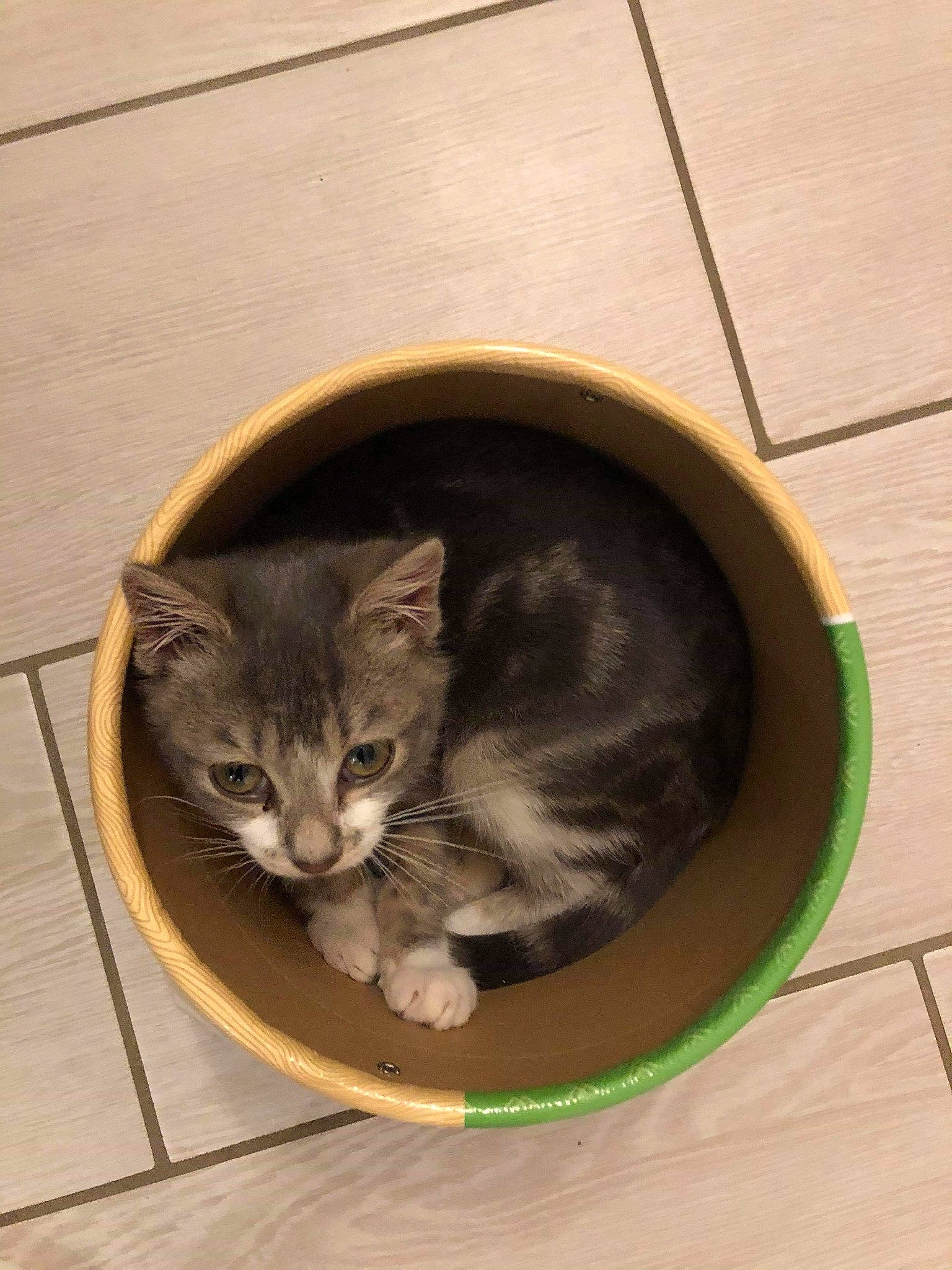 Minnie participe au concours pour gagner de l'argent avec cette photo : american_curl, american_shorthair, asian, carnivore, cat, domestic_short_haired_cat, dragon_li, european_shorthair, felidae, kitten, mammal, small_to_medium_sized_cats, tabby_cat, whiskers