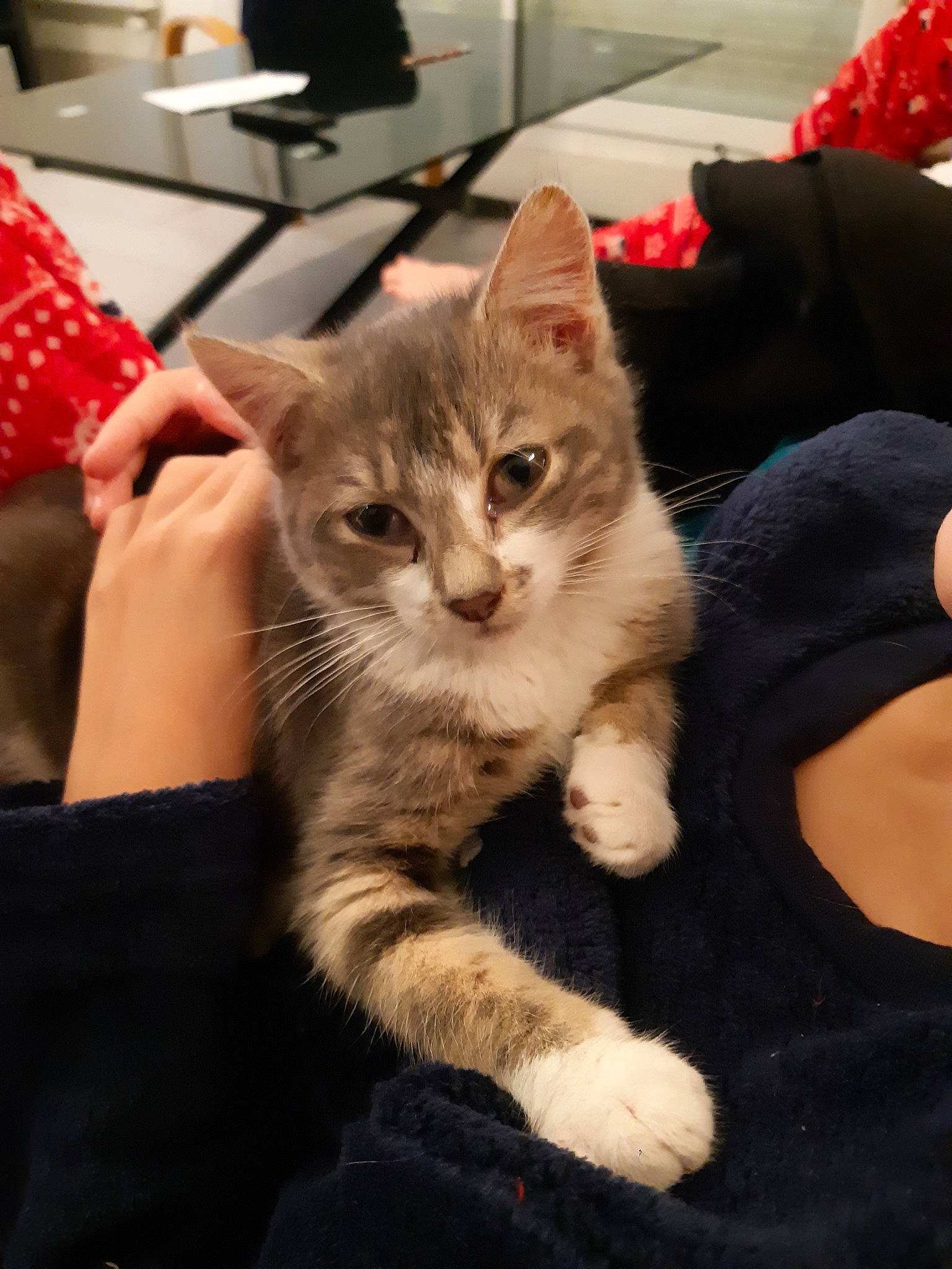 Minnie participe au concours pour gagner de l'argent avec cette photo : american_shorthair, american_wirehair, asian, australian_mist, california_spangled, carnivore, cat, claw, domestic_short_haired_cat, dragon_li, european_shorthair, felidae, kitten, mammal, ojos_azules, polydactyl_cat, small_to_medium_sized_cats, tabby_cat, vertebrate, whiskers