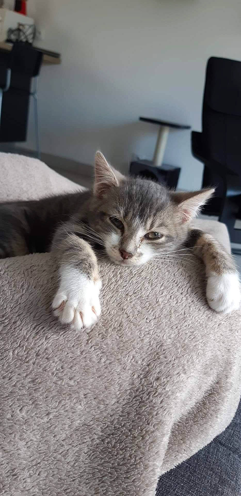 Minnie a rejoint le concours — aidez-le/la à gagner de superbes lots ! american_shorthair, asian, carnivore, cat, domestic_short_haired_cat, dragon_li, european_shorthair, felidae, kitten, mammal, polydactyl_cat, small_to_medium_sized_cats, tabby_cat, vertebrate, whiskers