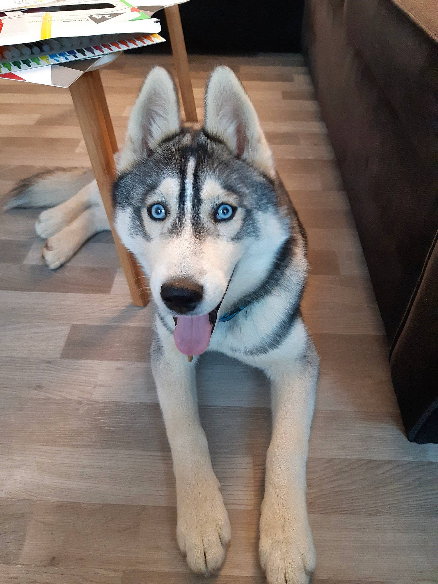 Oakley a rejoint le concours — aidez-le/la à gagner de superbes lots ! alaskan_klee_kai, alaskan_malamute, canadian_eskimo_dog, canidae, carnivore, czechoslovakian_wolfdog, dog, dog_breed, east_siberian_laika, jamthund, mammal, native_american_indian_dog, northern_inuit_dog, saarloos_wolfdog, sakhalin_husky, siberian_husky, sled_dog, tamaskan_dog, vertebrate, wolfdog