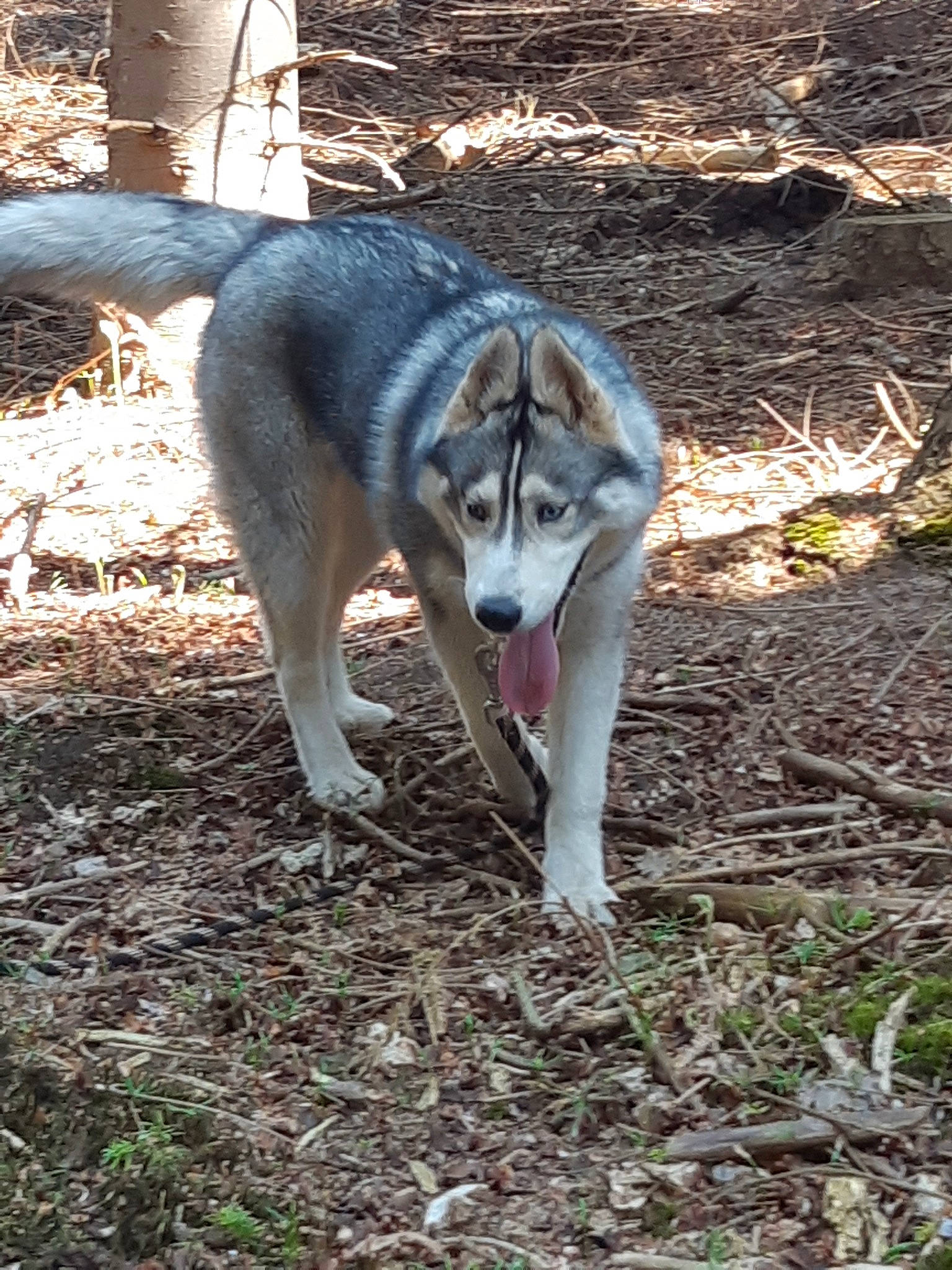 Oakley a rejoint le concours — aidez-le/la à gagner de superbes lots ! alaskan_malamute, canadian_eskimo_dog, canidae, carnivore, czechoslovakian_wolfdog, dog, dog_breed, east_siberian_laika, mammal, native_american_indian_dog, northern_inuit_dog, saarloos_wolfdog, seppala_siberian_sleddog, shikoku, siberian_husky, sled_dog, tamaskan_dog, vertebrate, west_siberian_laika, wolfdog