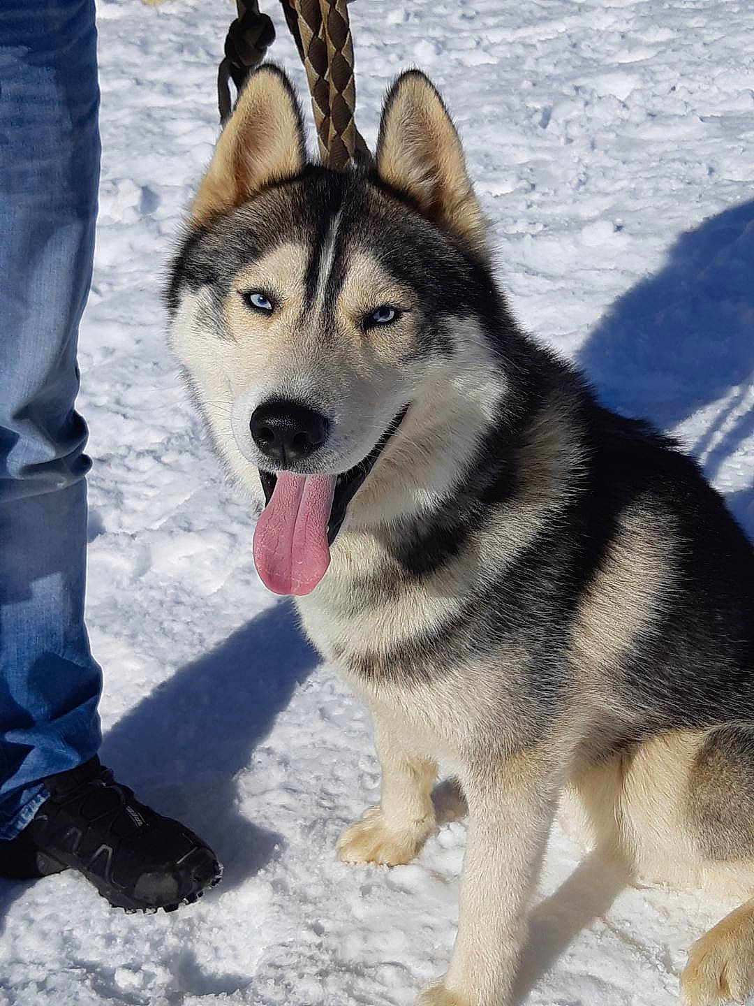 Oakley participe au concours pour gagner de l'argent avec cette photo : alaskan_malamute, canadian_eskimo_dog, canidae, carnivore, czechoslovakian_wolfdog, dog, dog_breed, greenland_dog, jamthund, mammal, native_american_indian_dog, northern_inuit_dog, saarloos_wolfdog, sakhalin_husky, seppala_siberian_sleddog, siberian_husky, sled_dog, tamaskan_dog, vertebrate, wolfdog
