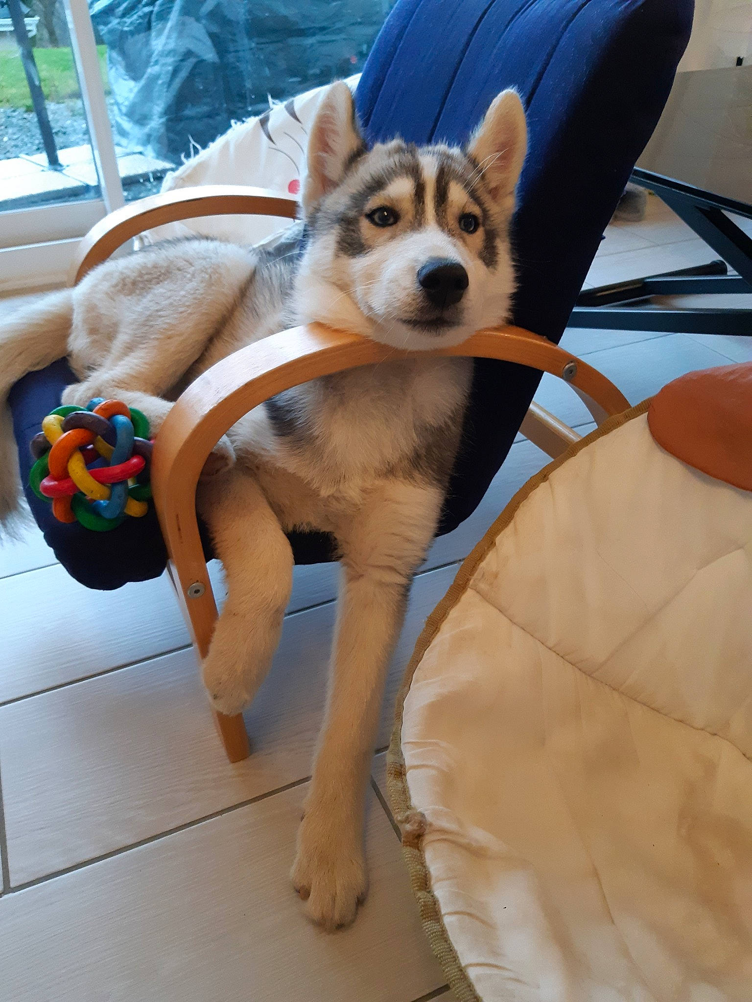 Oakley participe au concours pour gagner de l'argent avec cette photo : alaskan_klee_kai, alaskan_malamute, canidae, carnivore, czechoslovakian_wolfdog, dog, dog_breed, fawn, mammal, miniature_siberian_husky, northern_inuit_dog, rare_breed_dog, sakhalin_husky, siberian_husky, sled_dog, sporting_group, tail, tamaskan_dog, vertebrate, wolfdog