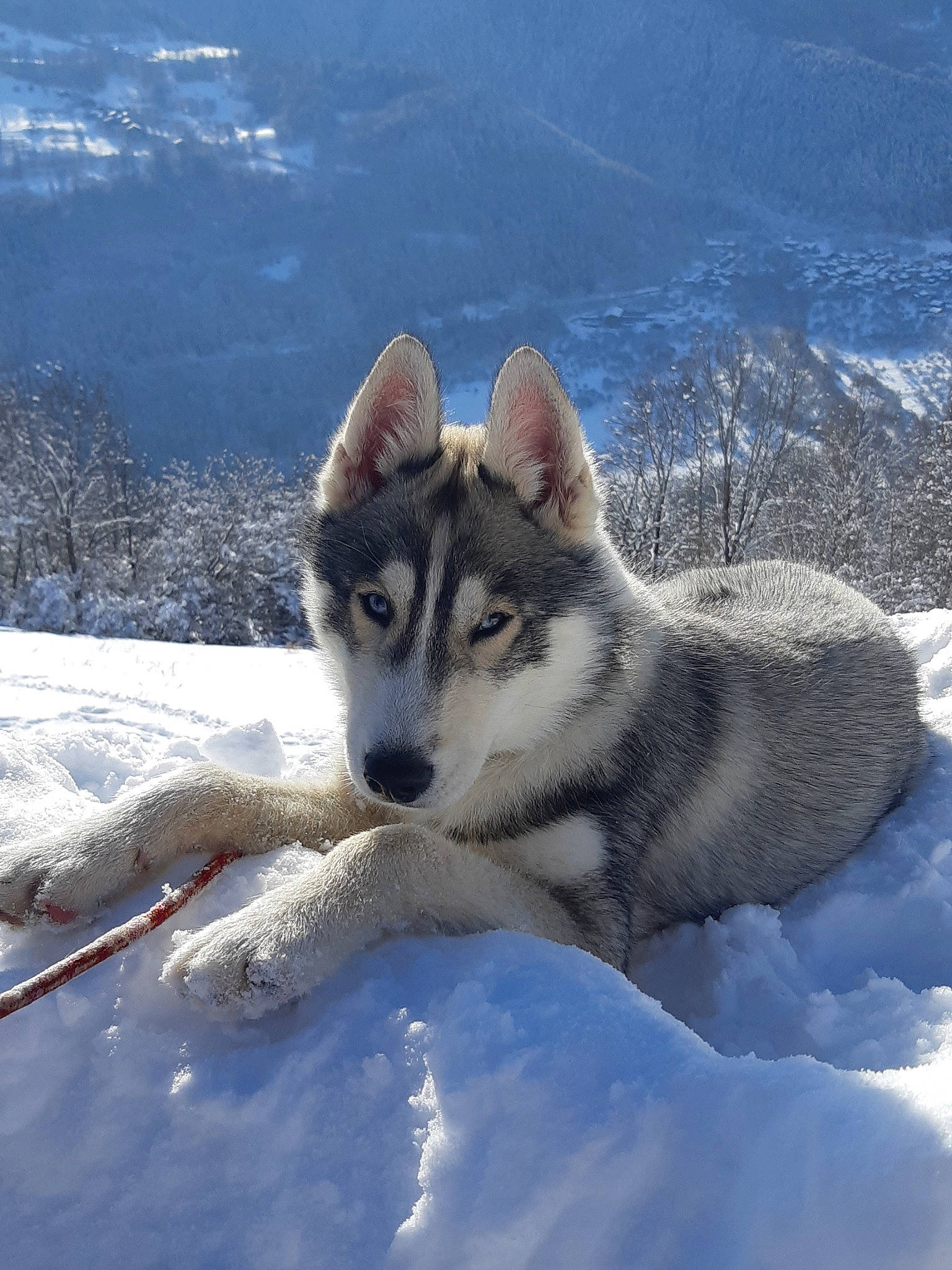 Oakley a rejoint le concours — aidez-le/la à gagner de superbes lots ! alaskan_malamute, canadian_eskimo_dog, canidae, canis_lupus_tundrarum, carnivore, czechoslovakian_wolfdog, dog, dog_breed, greenland_dog, jamthund, mammal, native_american_indian_dog, northern_inuit_dog, saarloos_wolfdog, sakhalin_husky, siberian_husky, sled_dog, tamaskan_dog, vertebrate, wolfdog