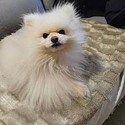 Johnny participe au concours pour gagner de l'argent avec cette photo : dog, pomeranian, fluffy, white, pet, indoor, blanket, couch, fur, cute, small_dog, animal, companion, resting, cozy, domestic, canine, soft_texture, face, alert