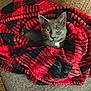 cat, gray_cat, blanket, red_blanket, plaid_pattern, furniture, couch, indoor, pet, cozy, comfort, fur, animal, whiskers, ears, yellow_eyes, resting, relaxed, home, domestic