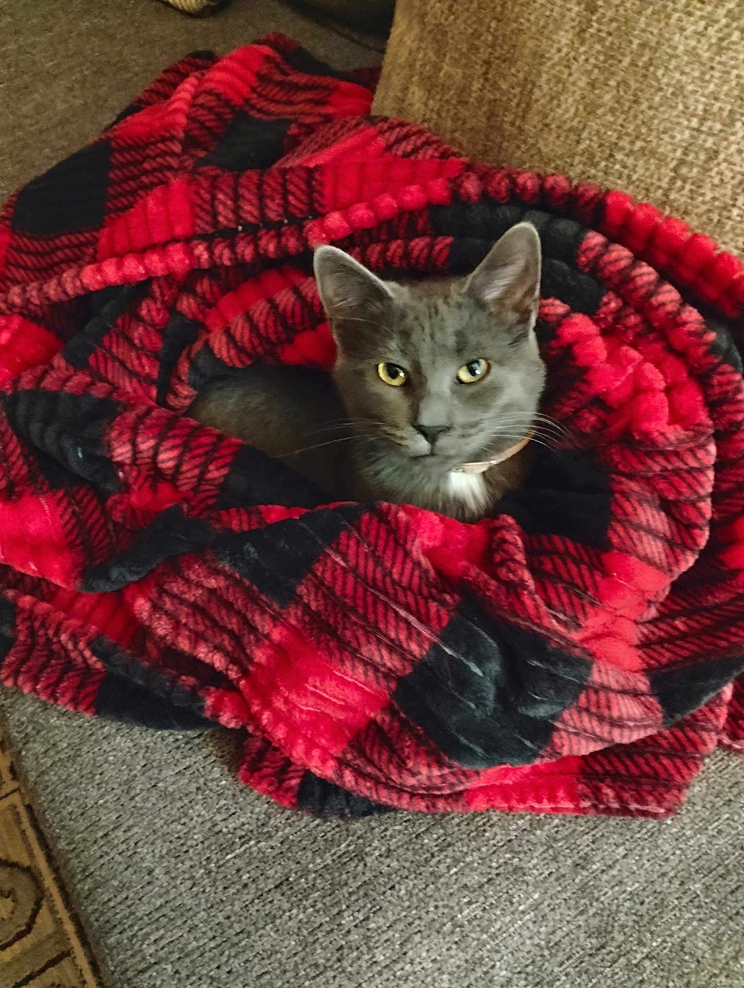 Sophia joined the competition — help win amazing prizes! cat, gray_cat, blanket, red_blanket, plaid_pattern, furniture, couch, indoor, pet, cozy, comfort, fur, animal, whiskers, ears, yellow_eyes, resting, relaxed, home, domestic