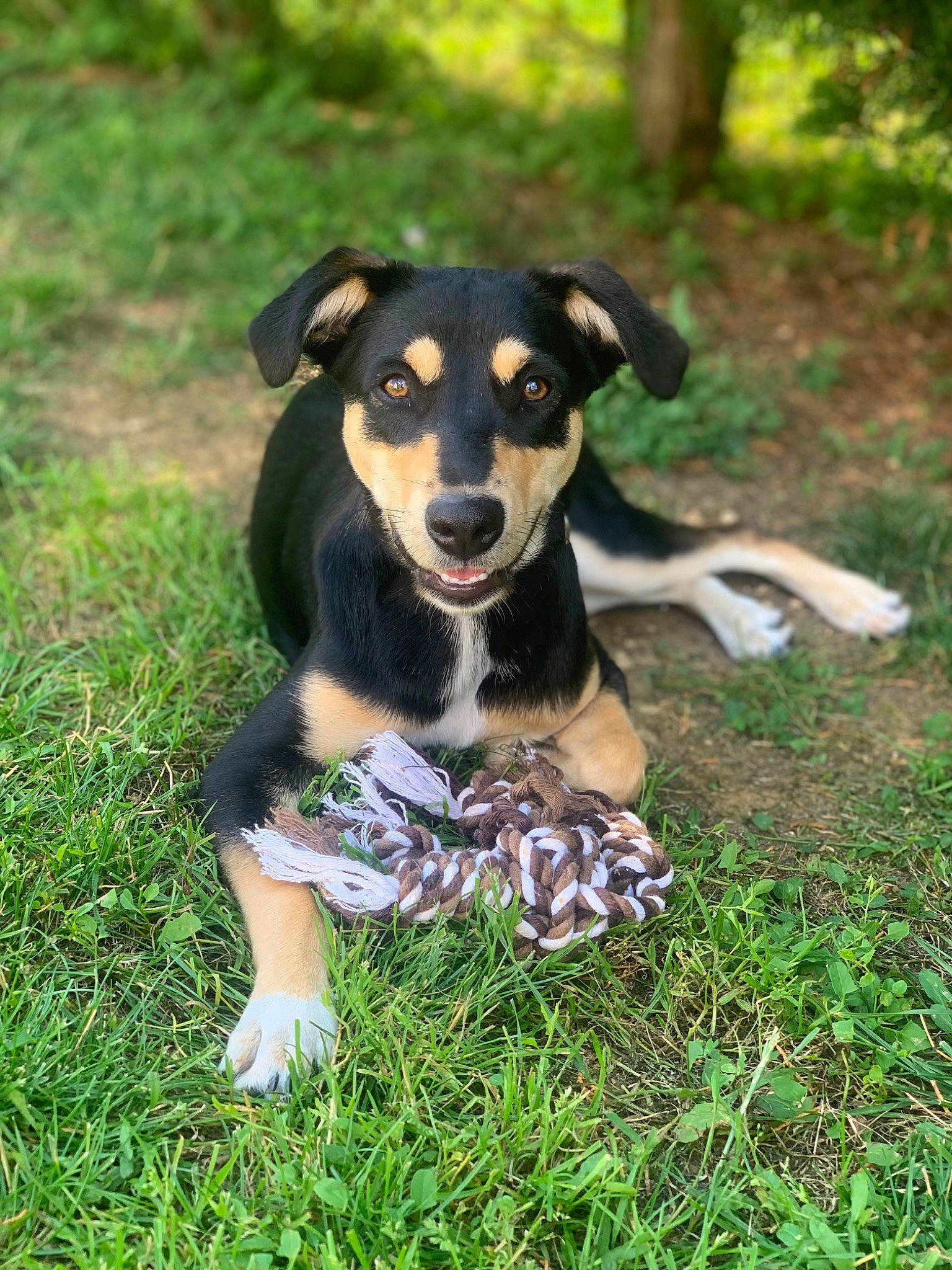 Molly participe au concours pour gagner de l'argent avec cette photo : ball, carnivore, companion_dog, dog, dog_breed, grass, groundcover, guard_dog, hound, hunting_dog, lawn, paw, plant, puppy, snout, sporting_group, terrestrial_animal, tree, working_animal, working_dog