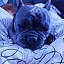 Wilo participe au concours pour gagner de l'argent avec cette photo : dog, french_bulldog, sleepy, close_up, blanket, white_blanket, patterned_blanket, indoor, pet, resting, paw, hand, cozy, wrinkled_face, ears, snout, fur, domestic_animal, relaxed, bedroom