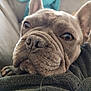 dog, french_bulldog, close_up, pet, wrinkles, face, fur, brown_eyes, blanket, resting, cozy, indoors, canine, muzzle, ears, cute, animal, companion, portrait, soft_focus