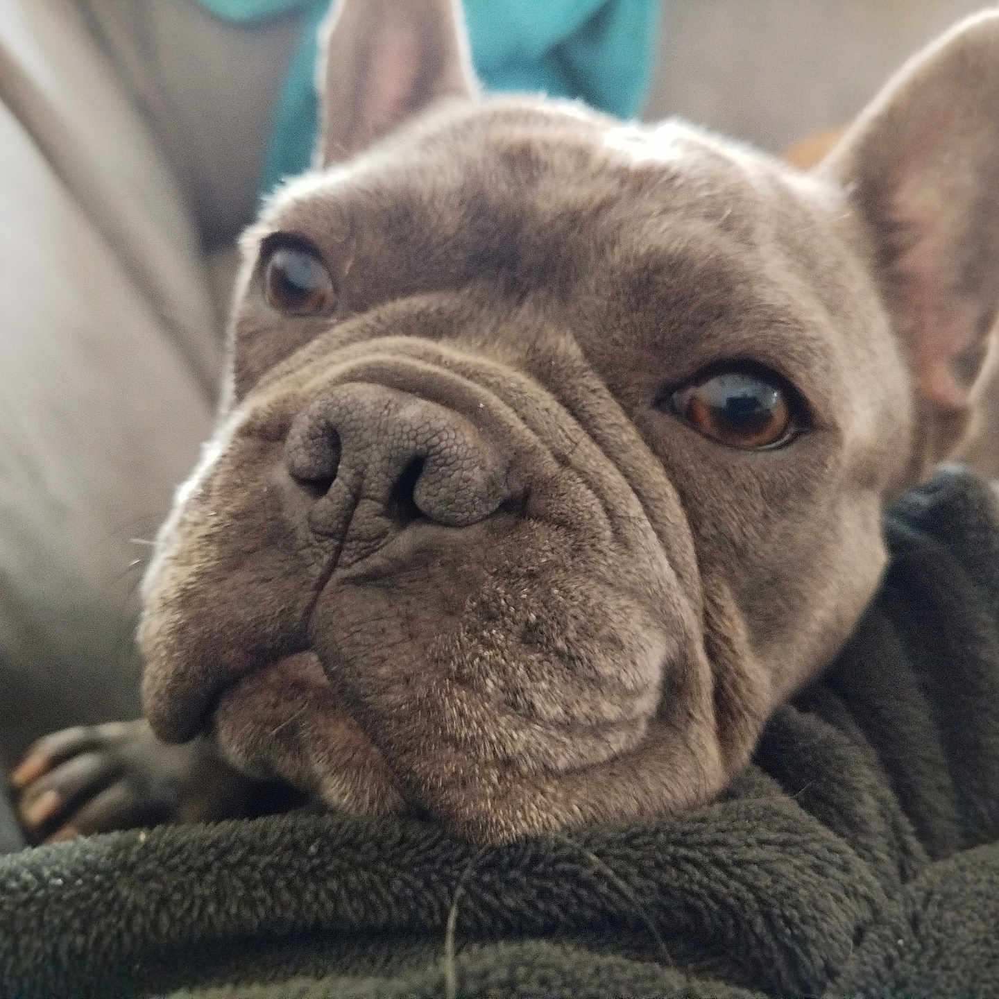 Wilo a rejoint le concours — aidez-le/la à gagner de superbes lots ! animal, blanket, brown_eyes, canine, close_up, companion, cozy, cute, dog, ears, face, french_bulldog, fur, indoors, muzzle, pet, portrait, resting, soft_focus, wrinkles