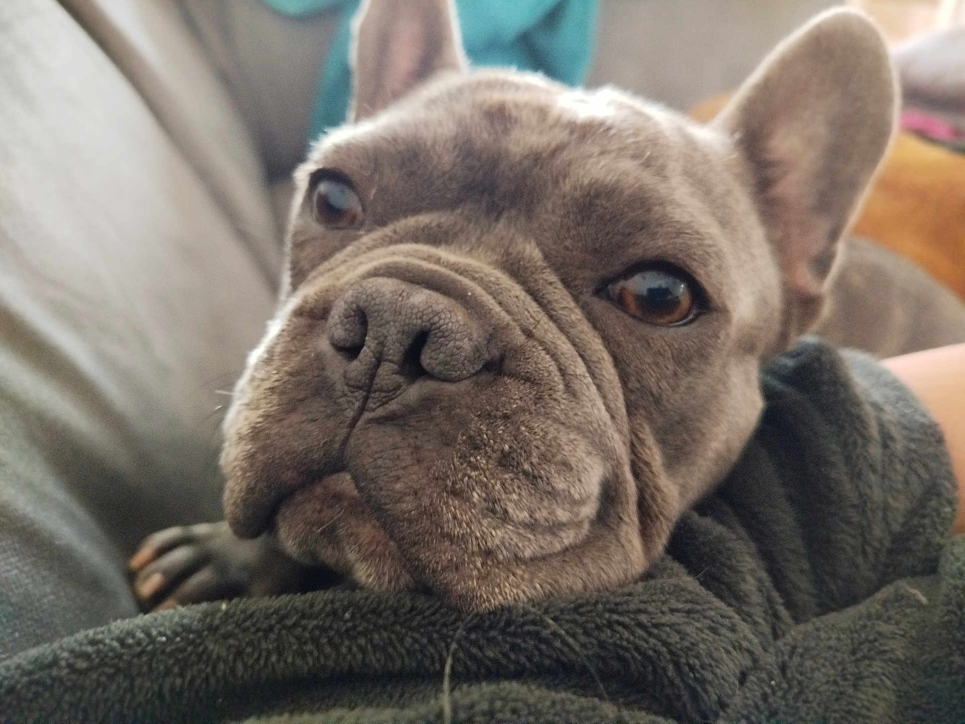 Wilo a rejoint le concours — aidez-le/la à gagner de superbes lots ! dog, french_bulldog, close_up, pet, wrinkles, face, fur, brown_eyes, blanket, resting, cozy, indoors, canine, muzzle, ears, cute, animal, companion, portrait, soft_focus