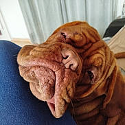 Vénus participe au concours pour gagner de l'argent avec cette photo : dog, close_up, wrinkles, brown, pet, canine, indoor, resting, face, denim, leg, cozy, fur, cute, animal, companion, portrait, relaxed, friend, home