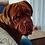 Vénus a rejoint le concours — aidez-le/la à gagner de superbes lots ! dog, brown_dog, wrinkles, indoor, couch, blanket, furniture, table, pet, animal, close_up, canine, living_room, household, domestic, companion, blurred, soft_focus, resting, seated