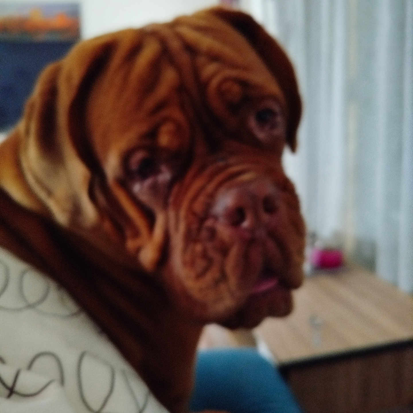 Vénus a rejoint le concours — aidez-le/la à gagner de superbes lots ! animal, blanket, blurred, brown_dog, canine, close_up, companion, couch, dog, domestic, furniture, household, indoor, living_room, pet, resting, seated, soft_focus, table, wrinkles